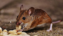 Find Exterminators in Yates County